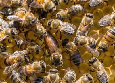 عکس ، جایگزین زنبورها برای نجات بشریت ، این حشرات جالب روبات هستند!