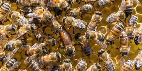 عکس ، جایگزین زنبورها برای نجات بشریت ، این حشرات جالب روبات هستند!